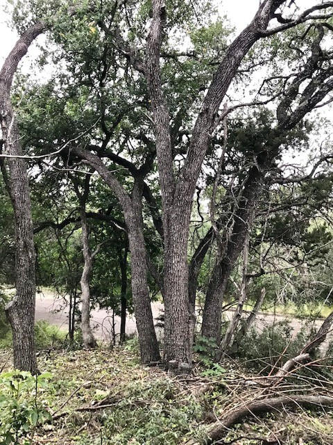 211 Ridgewood Drive San Marcos, TX 78666 - Photo 2 of 26 a big tree in middle of the forest