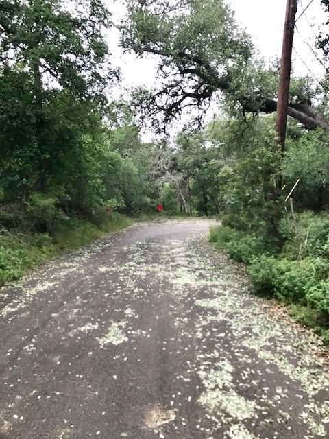 211 Ridgewood Drive San Marcos, TX 78666 - Photo 4 of 26 a view of a forest with trees