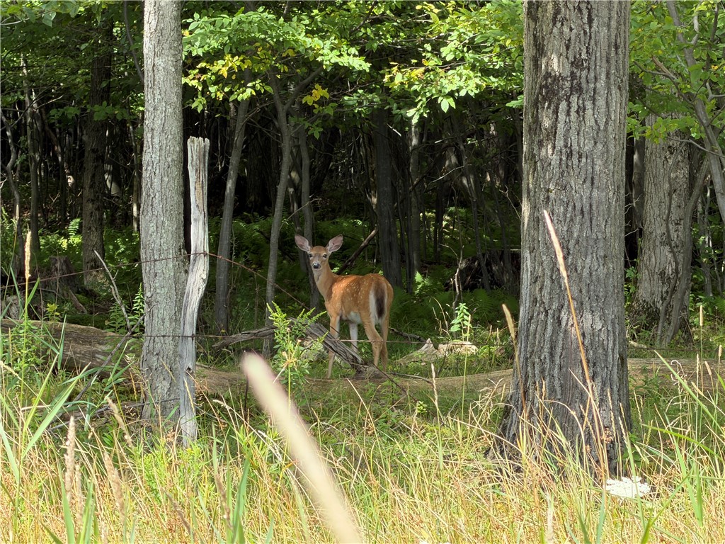 Vl Barney Road North Fillmore, NY 14735 - Photo 37 of 50 Gallery Image 37