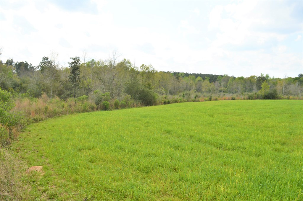... Osyka Road Tylertown, MS 39667 - Photo 11 of 39 Photo 11