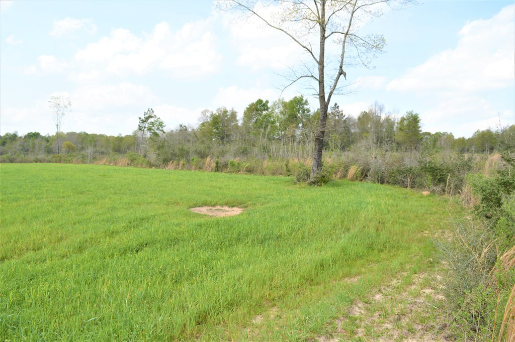... Osyka Road Tylertown, MS 39667 - Photo 12 of 39 Photo 12