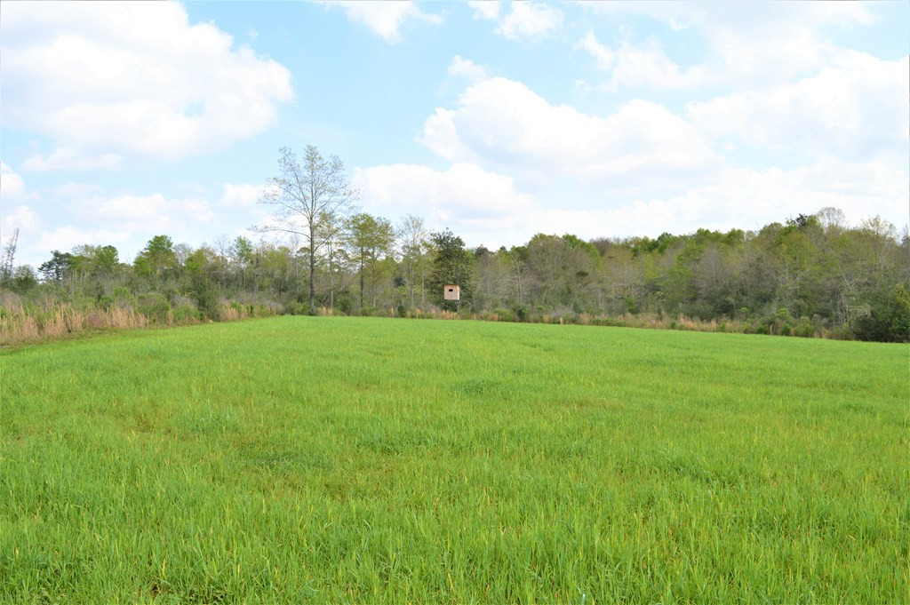 ... Osyka Road Tylertown, MS 39667 - Photo 14 of 39 Photo 14