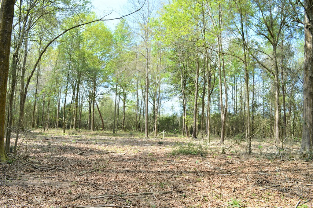 ... Osyka Road Tylertown, MS 39667 - Photo 15 of 39 Photo 15
