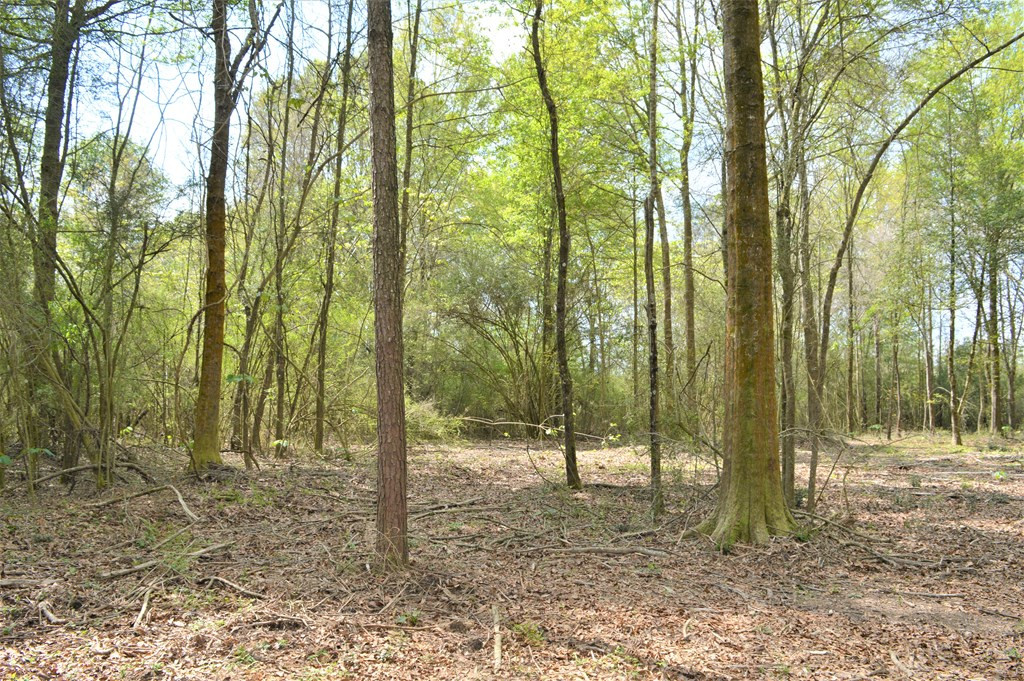 ... Osyka Road Tylertown, MS 39667 - Photo 16 of 39 Photo 16