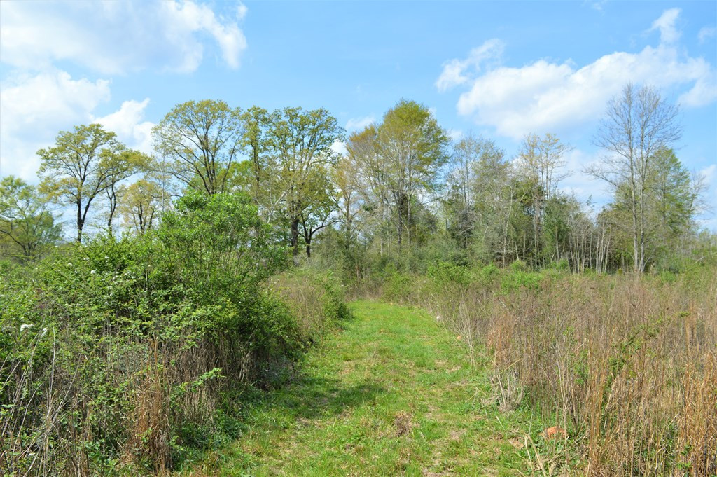 ... Osyka Road Tylertown, MS 39667 - Photo 17 of 39 Photo 17