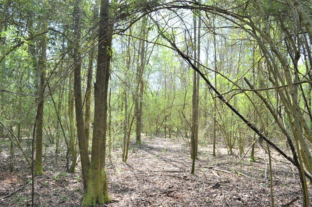 ... Osyka Road Tylertown, MS 39667 - Photo 22 of 39 Photo 22