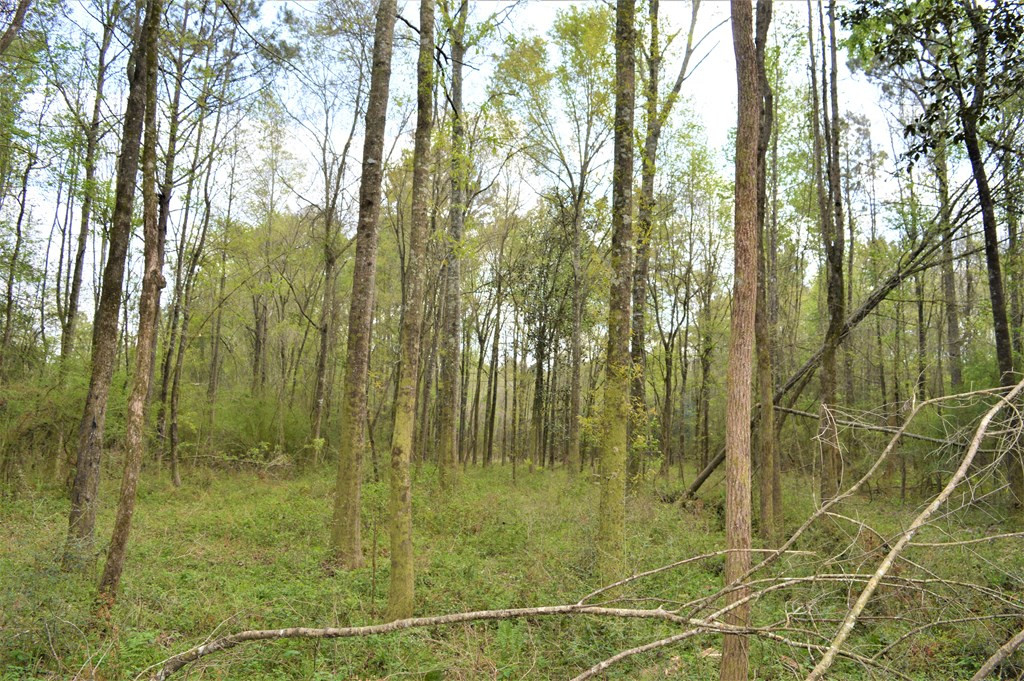 ... Osyka Road Tylertown, MS 39667 - Photo 23 of 39 Photo 23