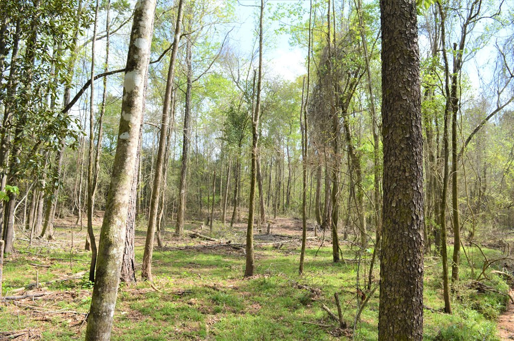 ... Osyka Road Tylertown, MS 39667 - Photo 24 of 39 Photo 24