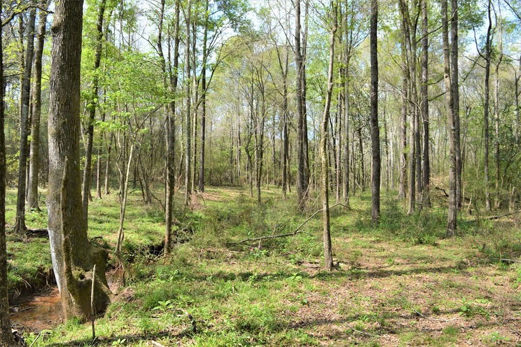 ... Osyka Road Tylertown, MS 39667 - Photo 26 of 39 Photo 26