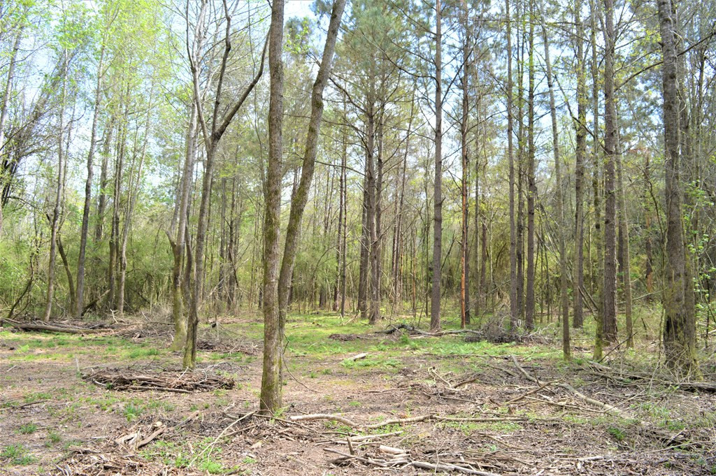 ... Osyka Road Tylertown, MS 39667 - Photo 27 of 39 Photo 27
