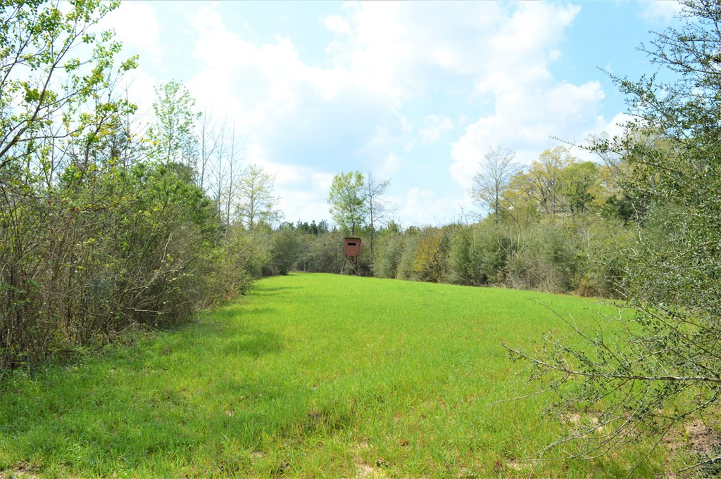 ... Osyka Road Tylertown, MS 39667 - Photo 29 of 39 Photo 29