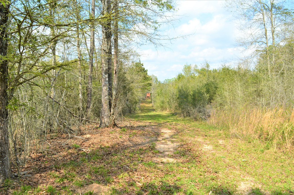 ... Osyka Road Tylertown, MS 39667 - Photo 32 of 39 Photo 32