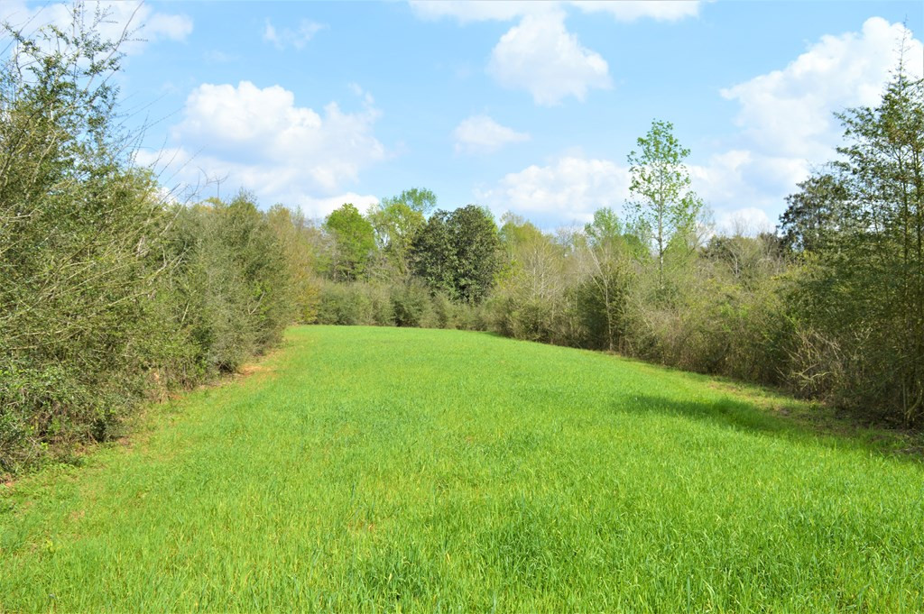 ... Osyka Road Tylertown, MS 39667 - Photo 33 of 39 Photo 33