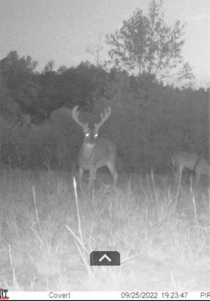 ... Osyka Road Tylertown, MS 39667 - Photo 35 of 39 Photo 35