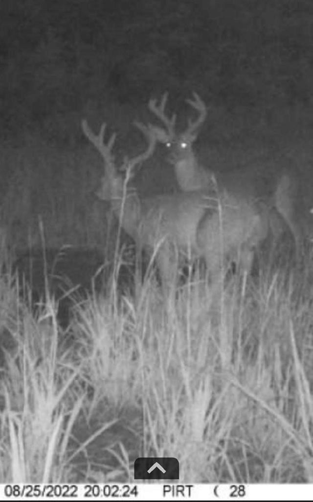 ... Osyka Road Tylertown, MS 39667 - Photo 36 of 39 Photo 36