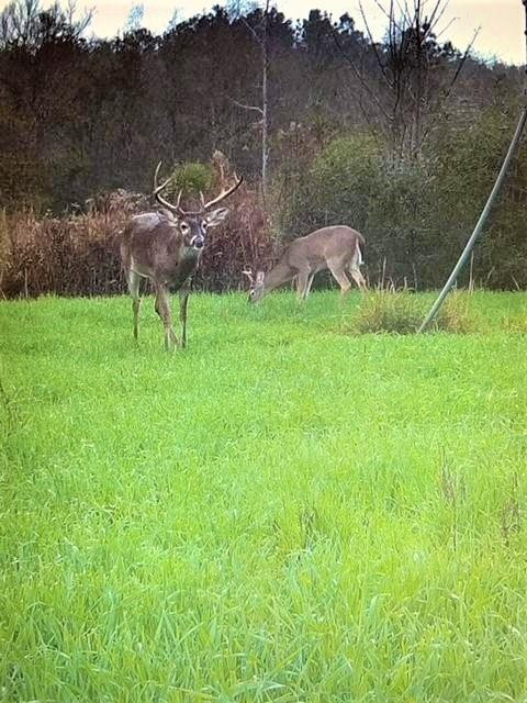 ... Osyka Road Tylertown, MS 39667 - Photo 37 of 39 Photo 37