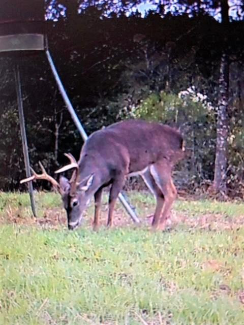 ... Osyka Road Tylertown, MS 39667 - Photo 39 of 39 Photo 39