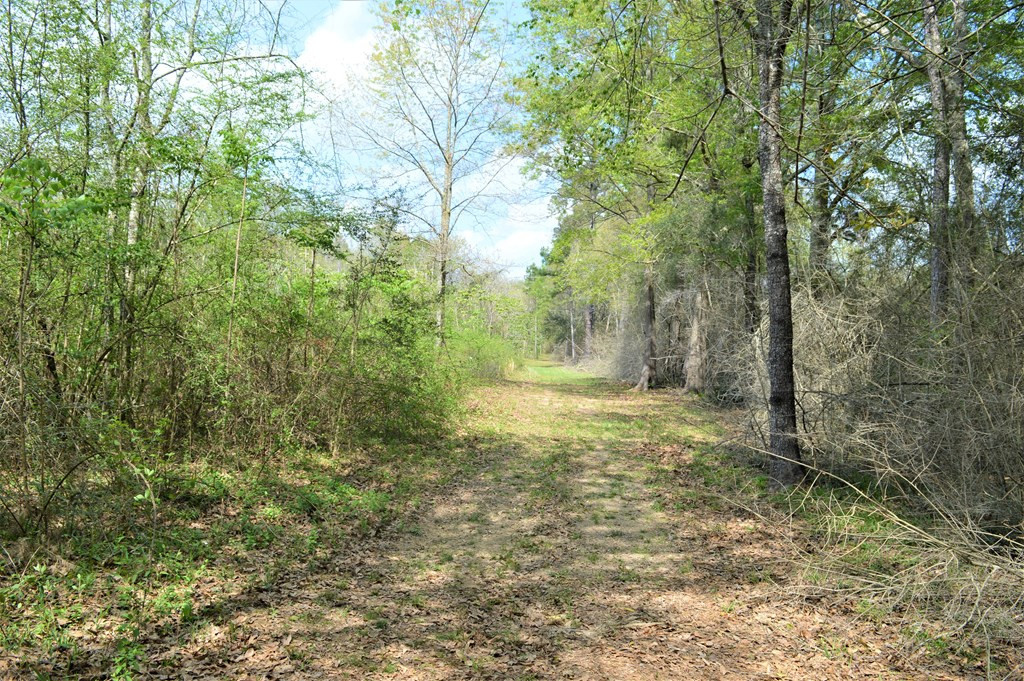 ... Osyka Road Tylertown, MS 39667 - Photo 7 of 39 Photo 7