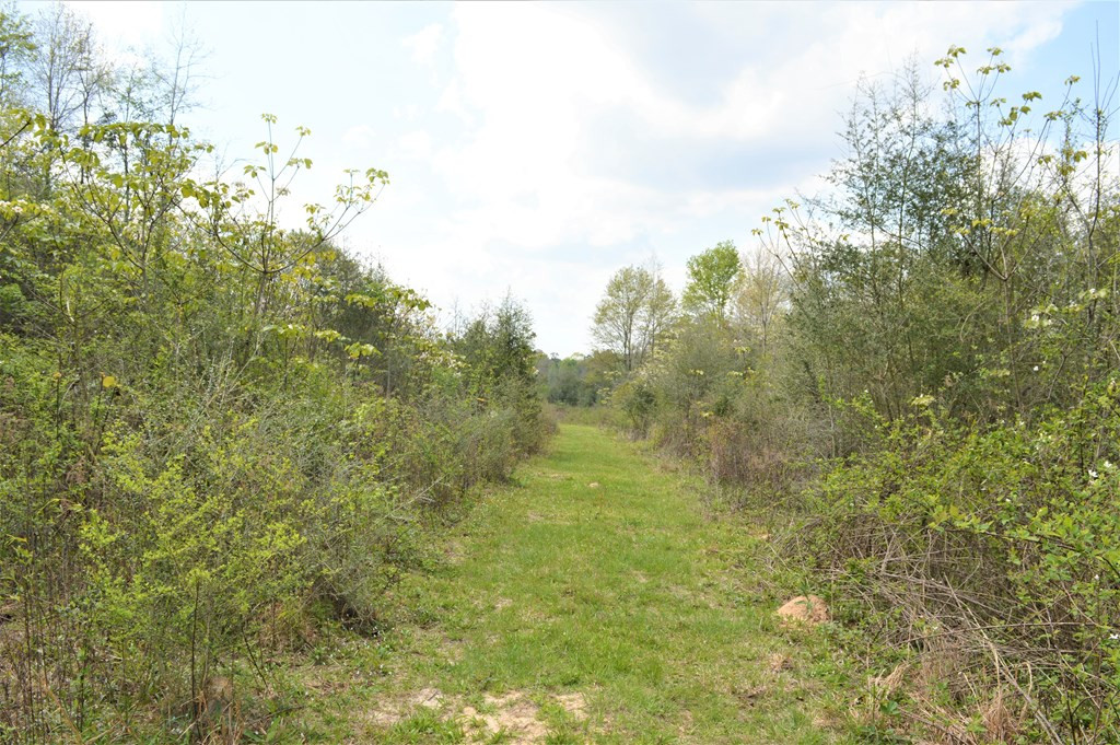 ... Osyka Road Tylertown, MS 39667 - Photo 9 of 39 Photo 9