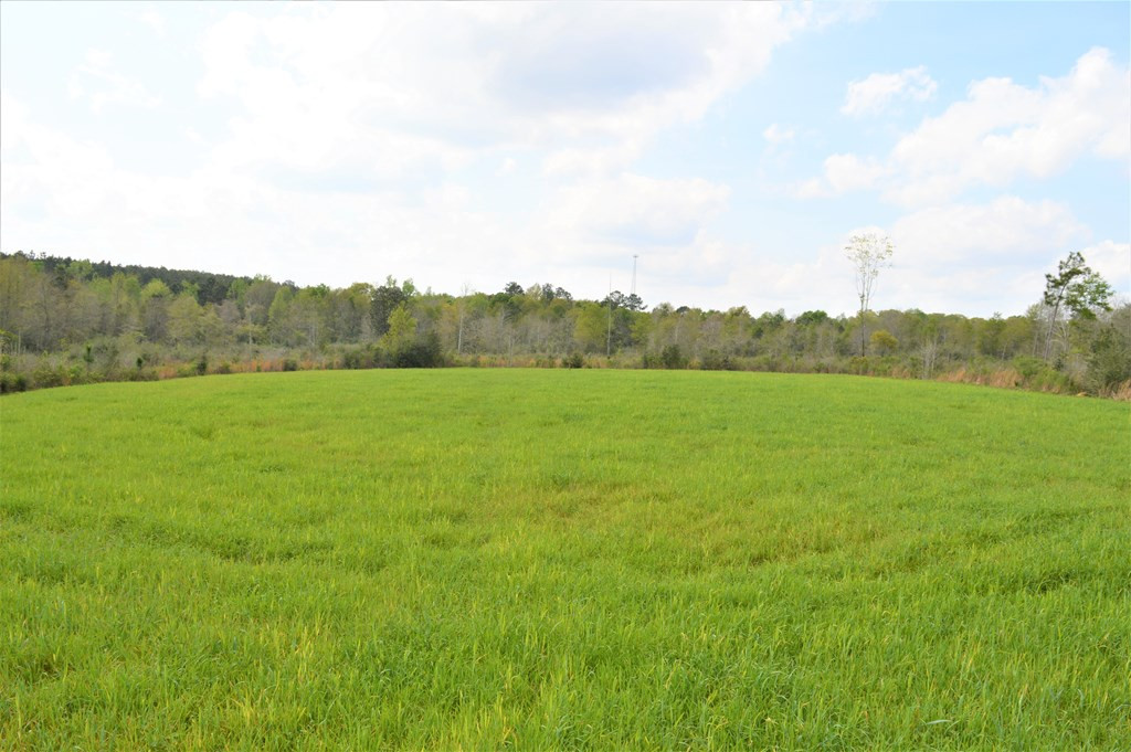 ... Osyka Road Tylertown, MS 39667 - Photo 10 of 39 Photo 10