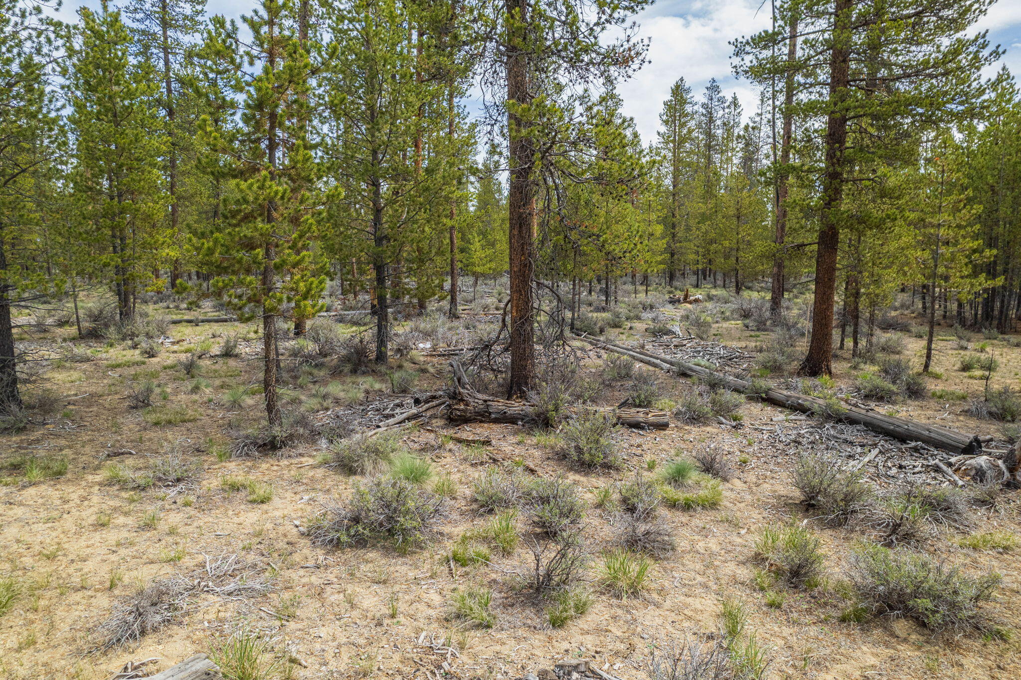 0 Greenwood Road, Unit 39 La Pine, OR 97739 - Photo 8 of 14 a view of a forest with trees in the background
