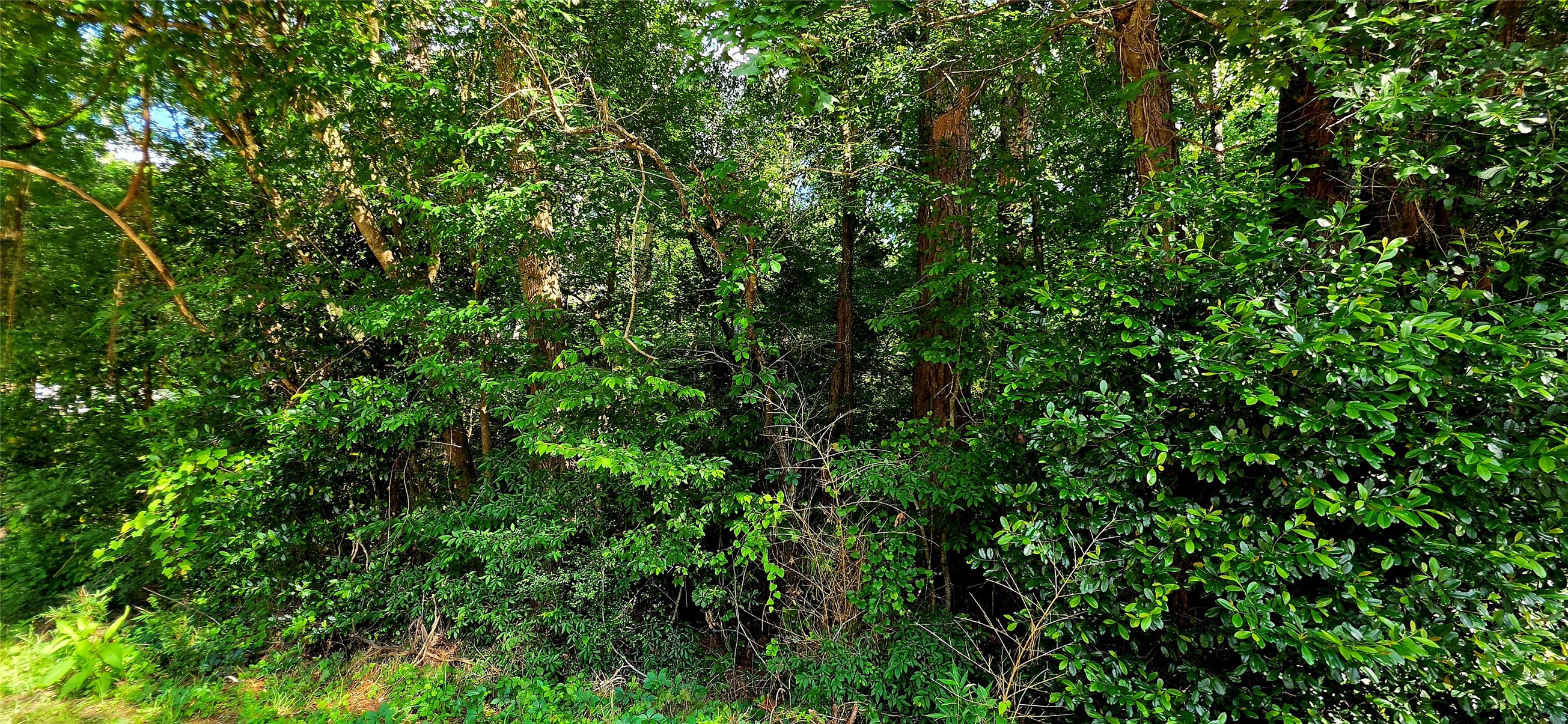 a view of a lush green forest