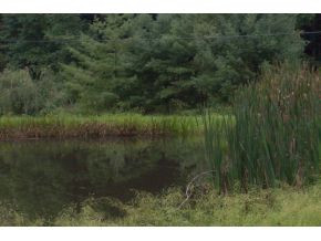 741 Lower Stone Mountain Road Unicoi, TN 37692 - Photo 12 of 12 Pond