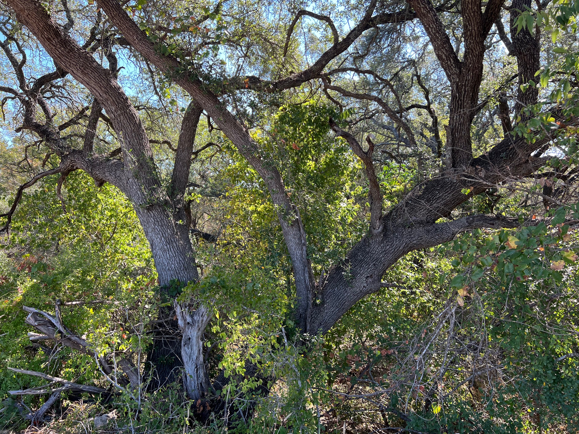 Tbd Narrows Road Blanco, TX 78606 - Photo 15 of 18 river lot