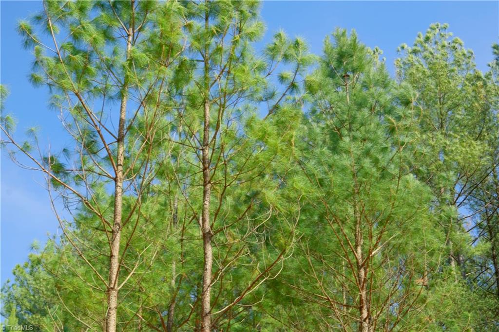 1089 Smith Road South Westfield, NC 27053 - Photo 11 of 28