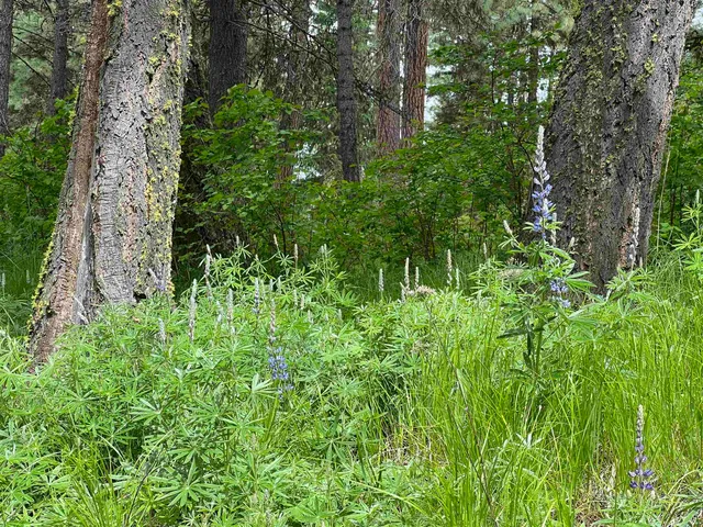 $125,000 | Lot 7 Bella Coola Drive, Inchelium, WA 99138