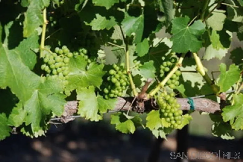 14490 Ridge Ranch Road Escondido, CA 92027 - Photo 61 of 74 a view of a plant with a plant