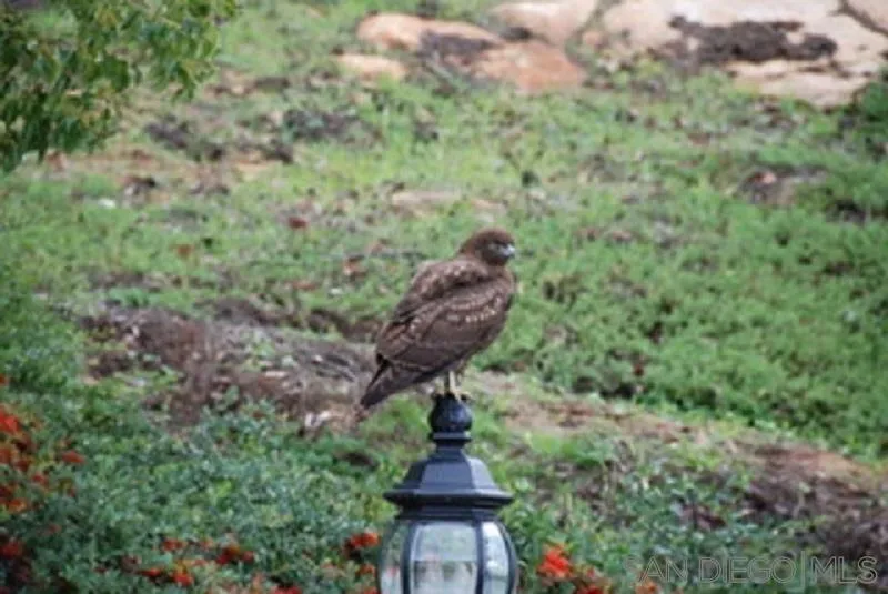 14490 Ridge Ranch Road Escondido, CA 92027 - Photo 69 of 74 a view of a garden