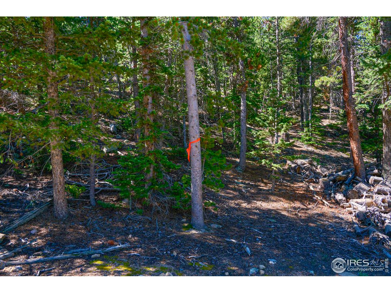 0 Pine Cone Circle Ward, CO 80481 - Photo 16 of 23 a view of backyard with green space