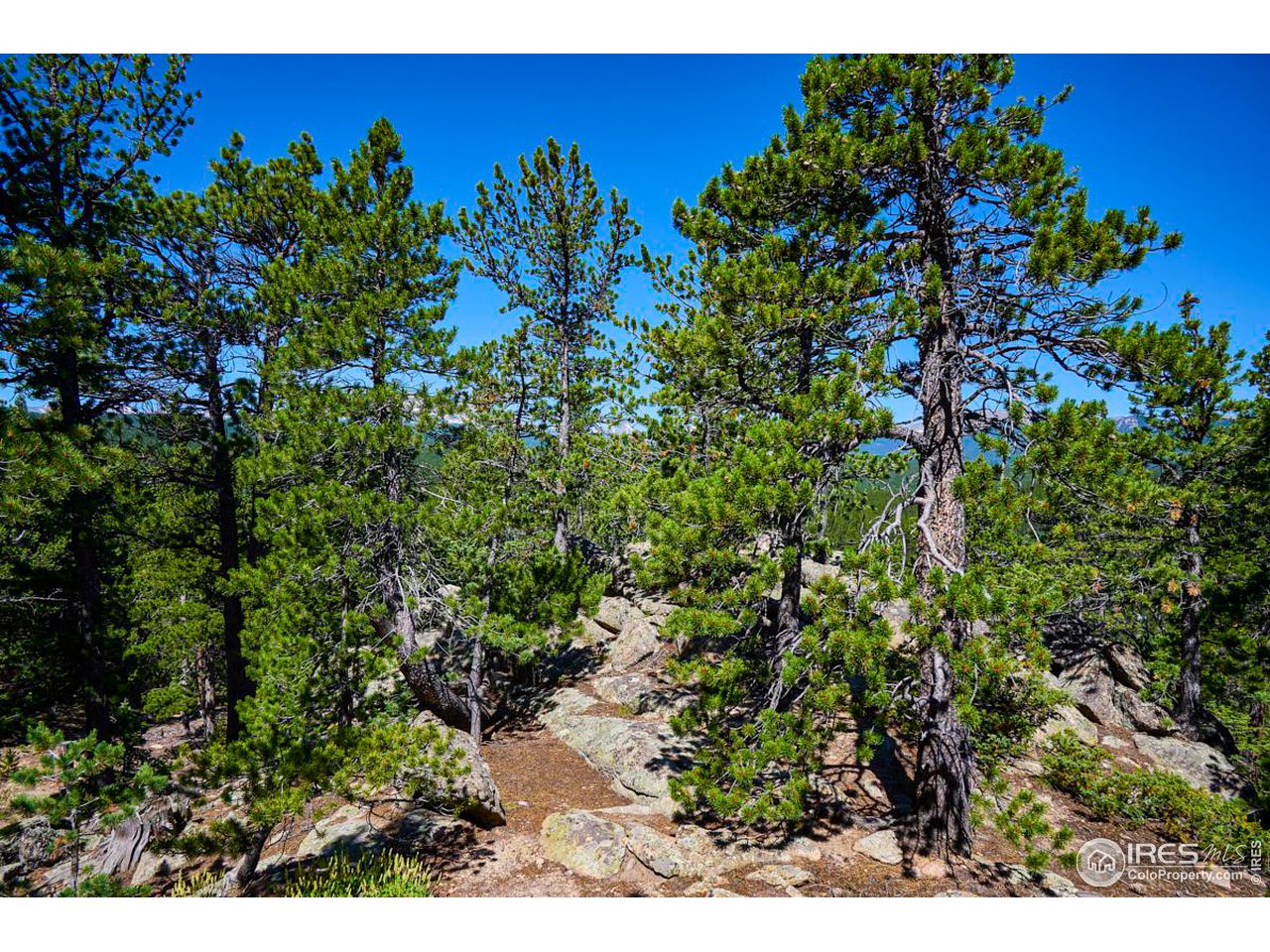 0 Pine Cone Circle Ward, CO 80481 - Photo 4 of 23 a view of a green field