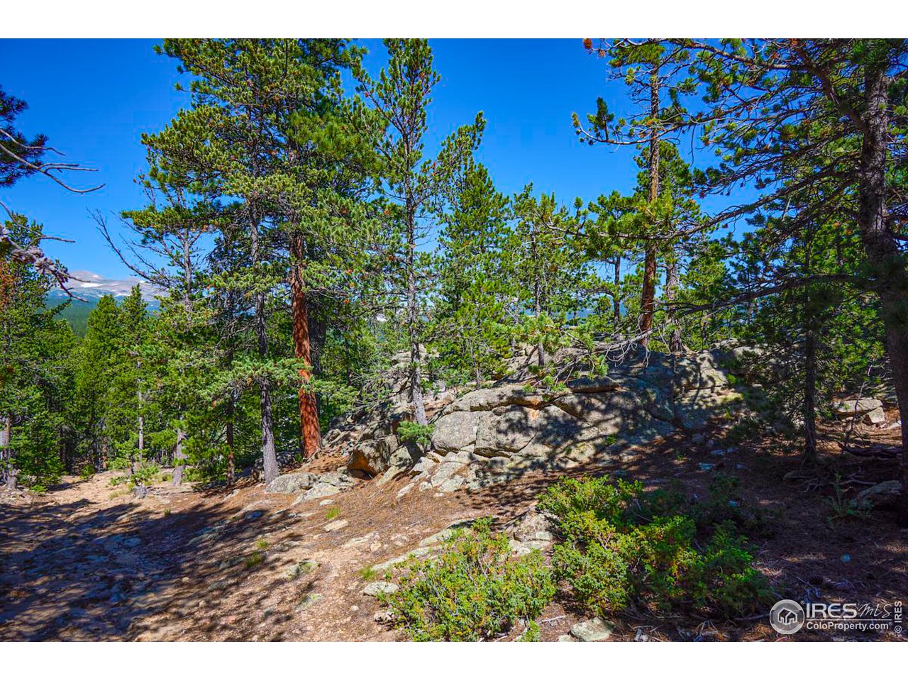 0 Pine Cone Circle Ward, CO 80481 - Photo 5 of 23 a view of a bunch of plants and trees