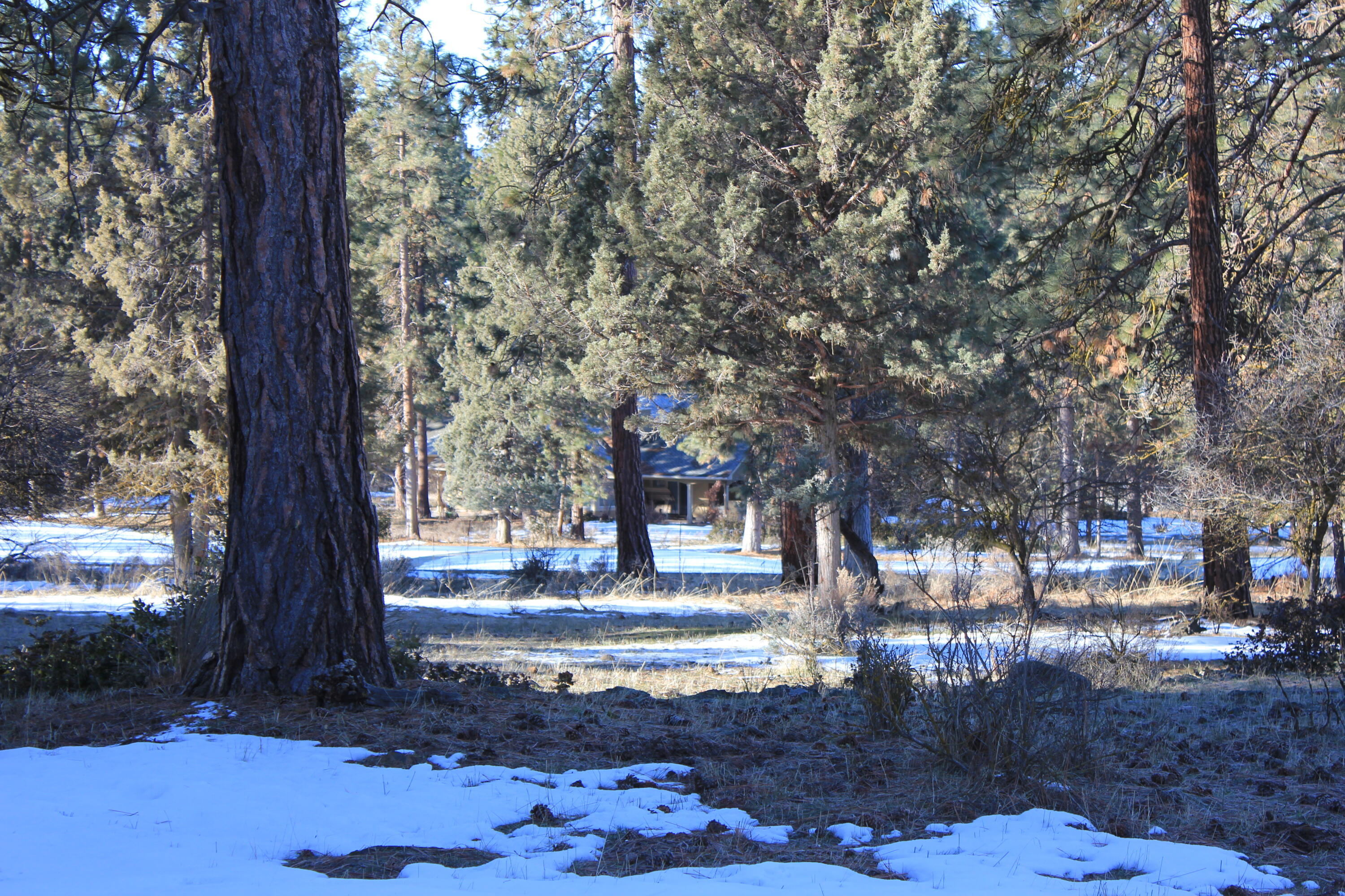 Lot 165 Kestrel Road Klamath Falls, OR 97601 - Photo 26 of 28 Close up from right of center tree acros
