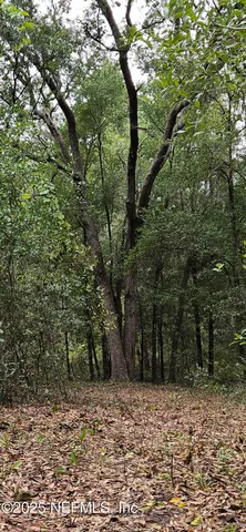 a view of a yard with plants and trees