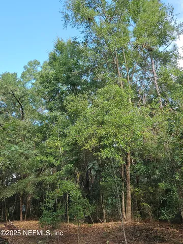a view of a lush green forest with large trees