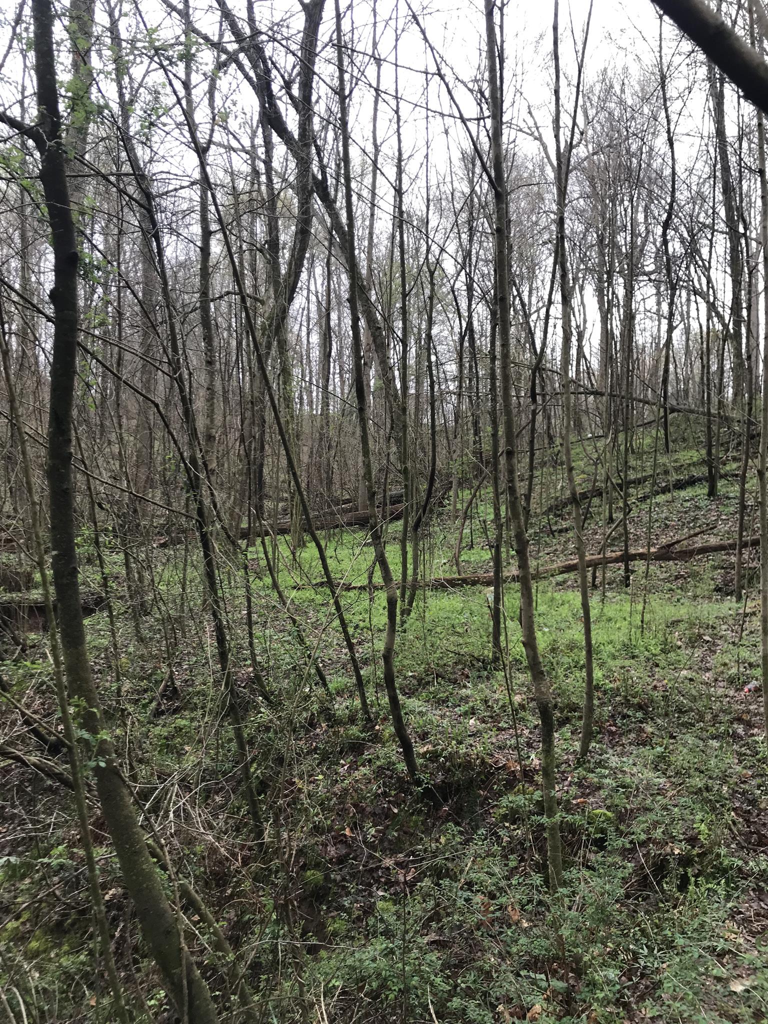 0 Drake Road Adams, TN 37010 - Photo 4 of 8