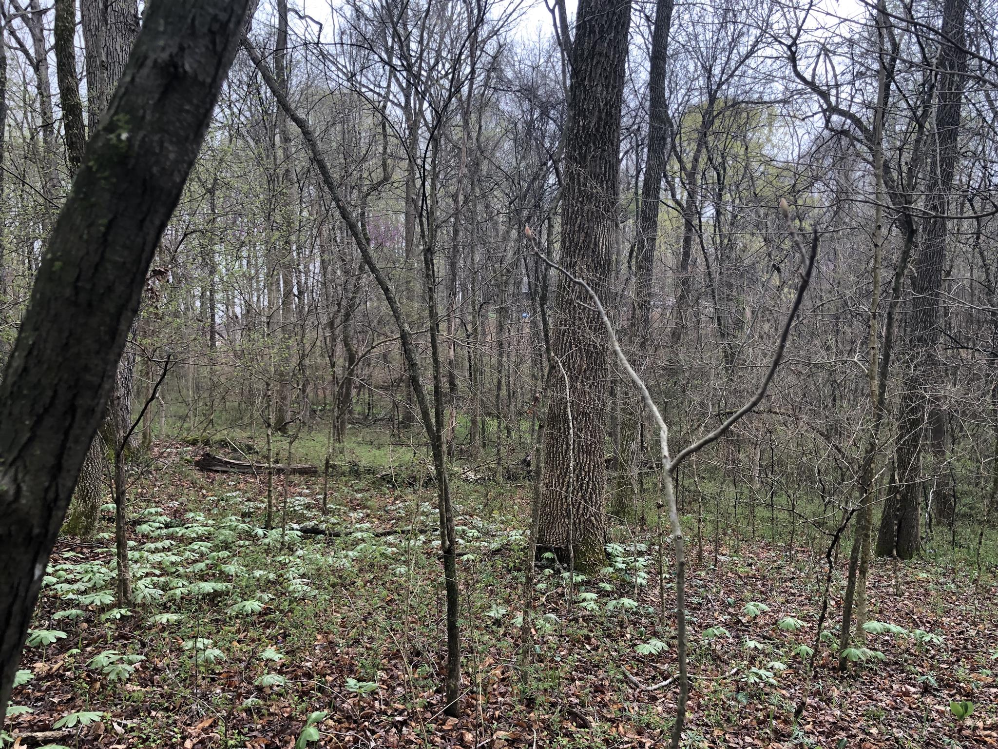 0 Drake Road Adams, TN 37010 - Photo 5 of 8