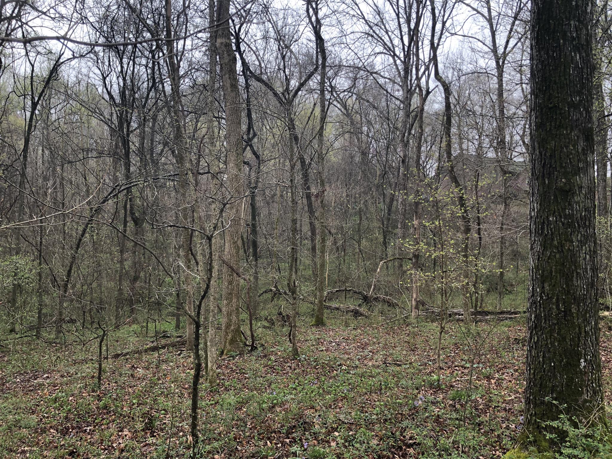 0 Drake Road Adams, TN 37010 - Photo 6 of 8