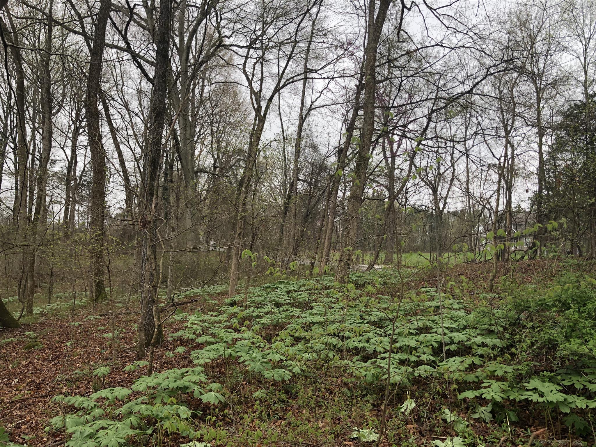 0 Drake Road Adams, TN 37010 - Photo 7 of 8