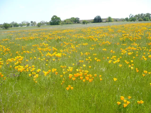 $1,750,000 | 0 Cr 87 Winters Ca, Winters, CA 95694