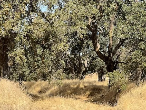 $1,450,000 | 0 Cr 87 Winters Ca, Winters, CA 95694