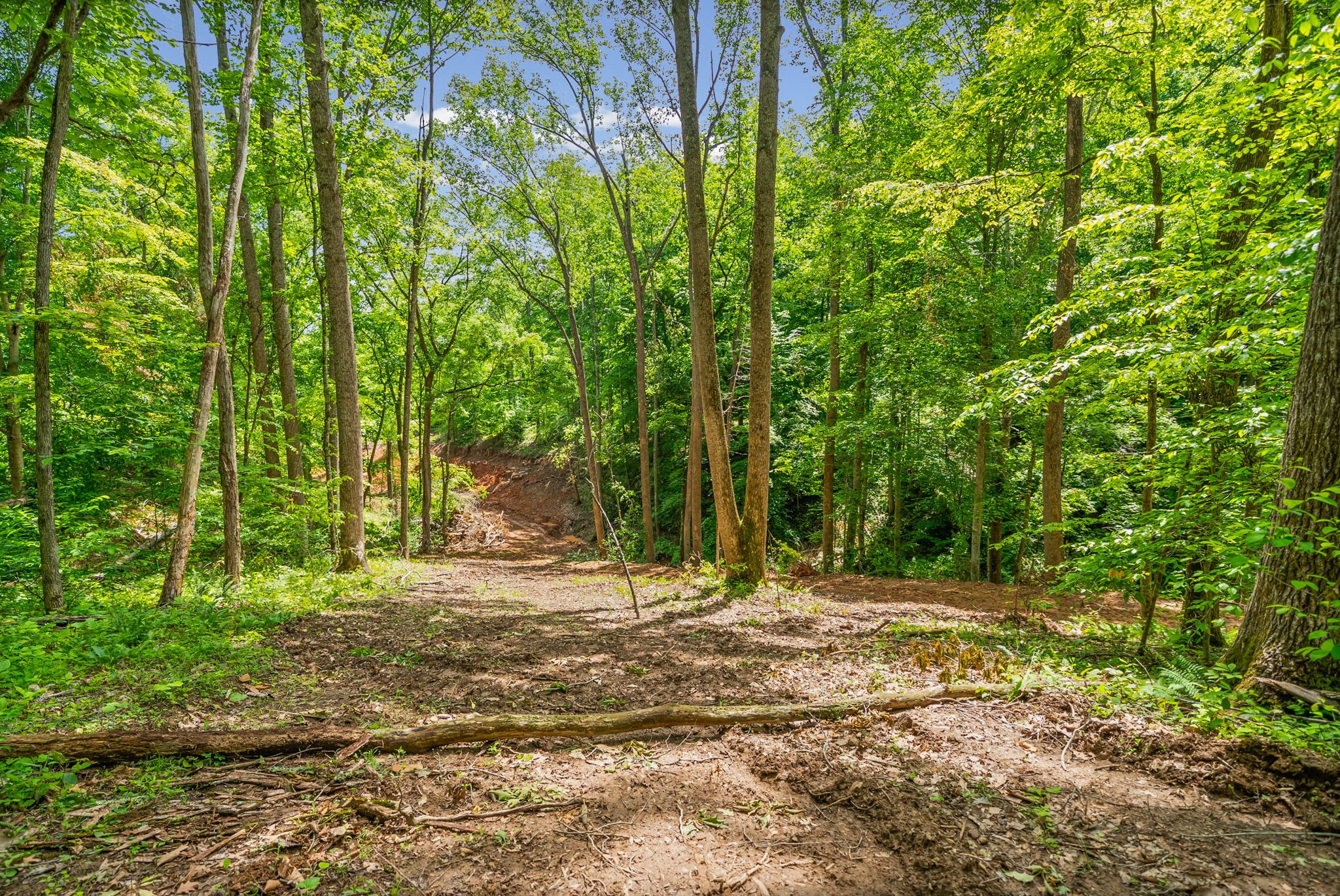 1 Budds Creek Road Palmyra, TN 37142 - Photo 55 of 76 a view of a yard with plants and trees