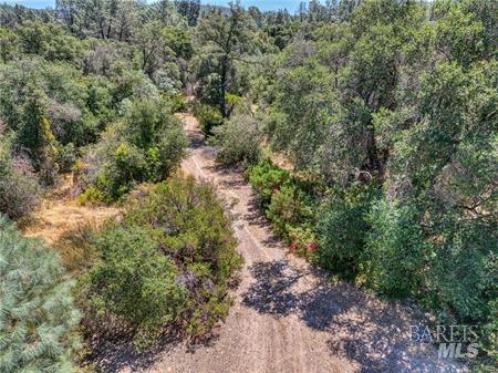 14142 Burns Valley Road Clearlake, CA 95422 - Photo 6 of 36 a view of a forest with trees all around