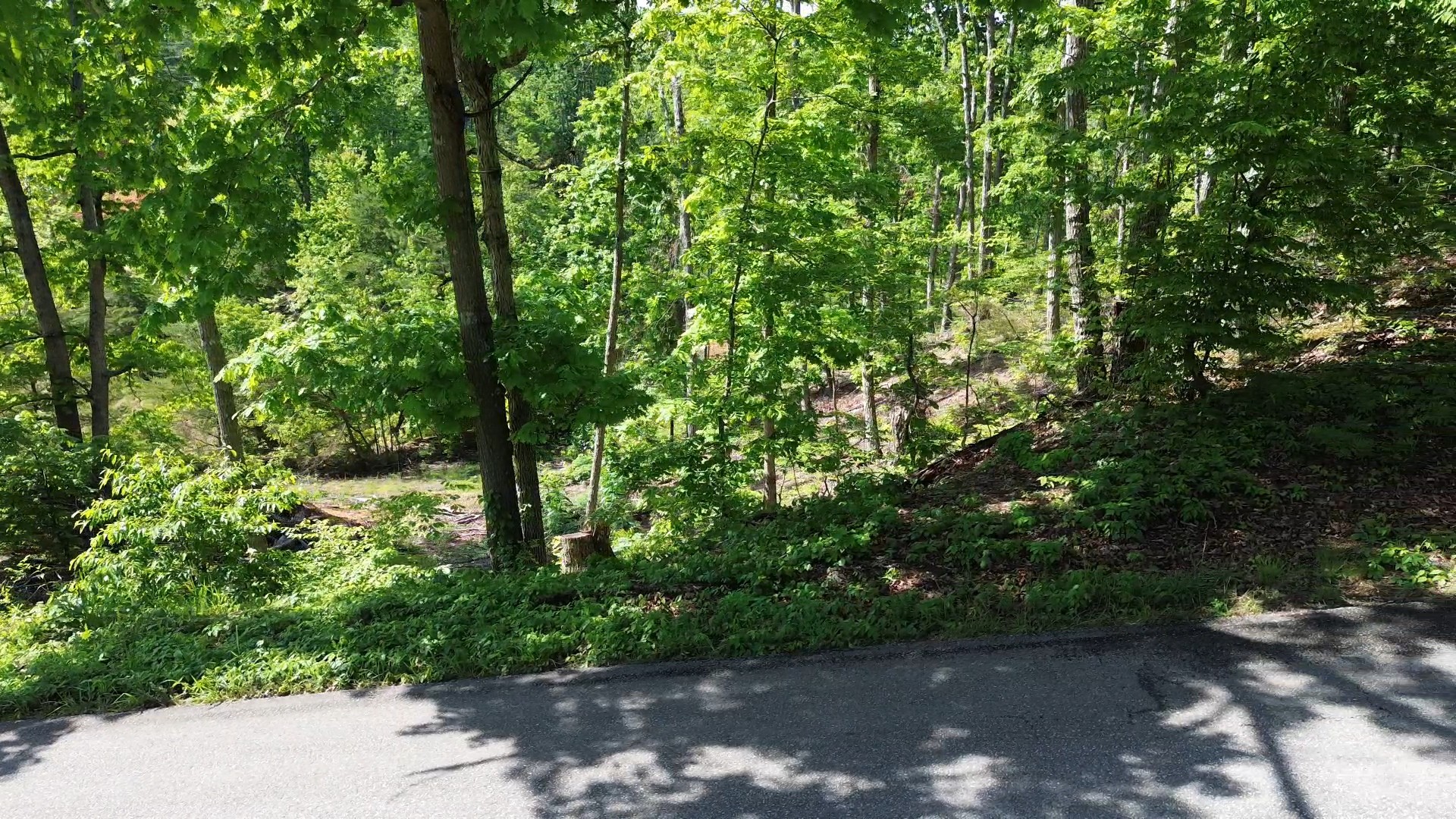 535 Highwater Road Waverly, TN 37185 - Photo 5 of 13 a view of forest