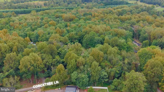 a view of a forest with a street