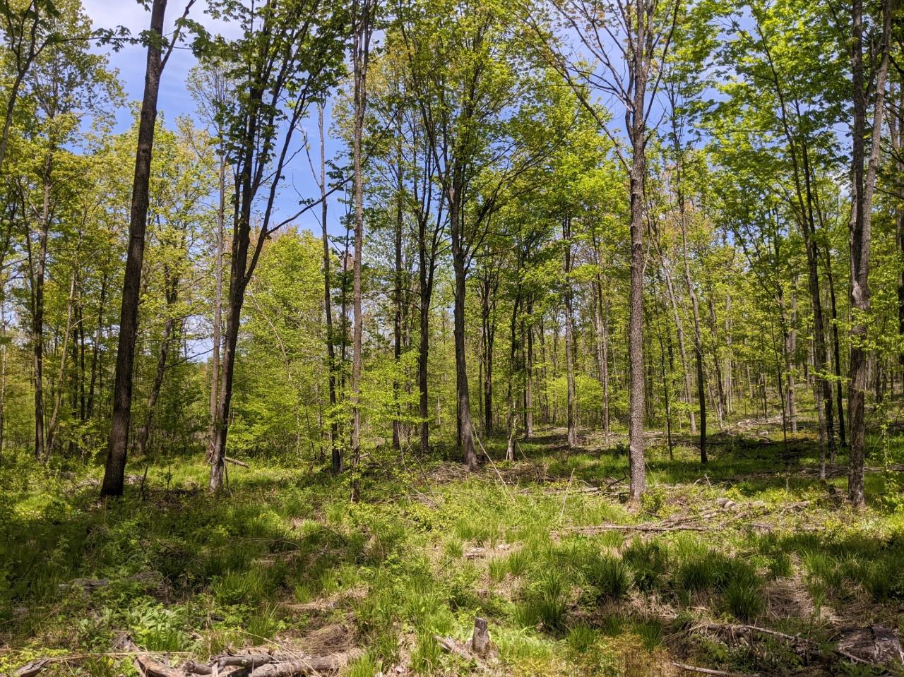 W3068 Wilson Road Glen Flora, WI 54526 - Photo 35 of 61 Gallery Image 35
