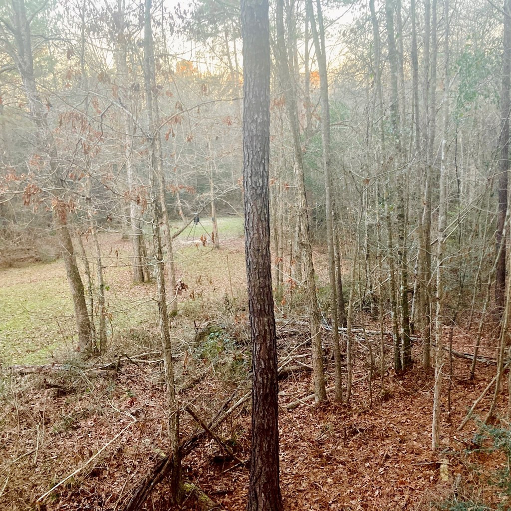 220 Hope Little Road Pinola, MS 39149 - Photo 4 of 11 Photo 4